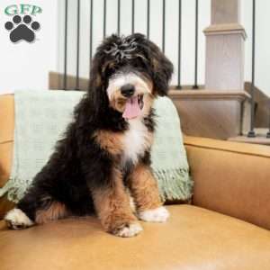 Rosie, Mini Bernedoodle Puppy
